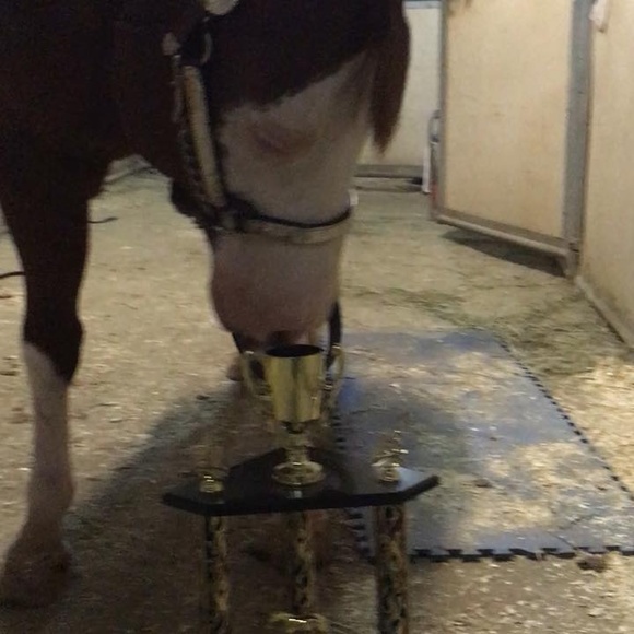 Meet your Posher, Ainsley - Picture 1 of 1